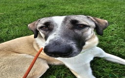 Mixed Breed dogs for adoption: Sadie – 10 months old, Female, Mixed Breed Pup - Advert 7