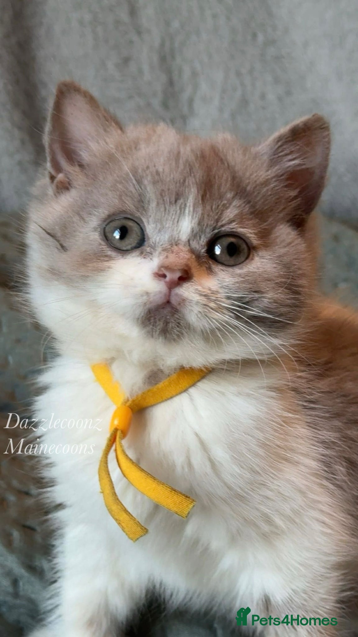 British Shorthair cats Chunky active registered BSH kittens 🧸  - Advert 12