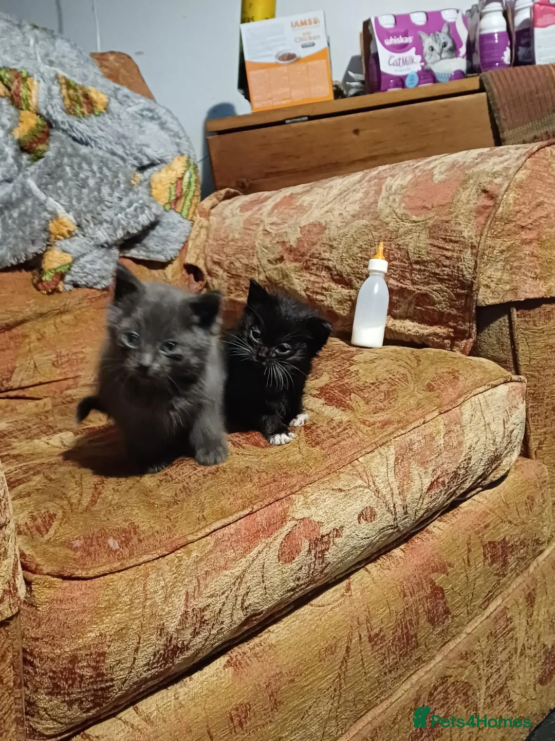 Mixed Breed cats for sale: Lovely little kittens - Advert 2