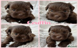 Miniature Schnauzer dogs for sale: MAC/BVA CLEAR - ONE MEGACOATED BLACK GIRL  - Image 23