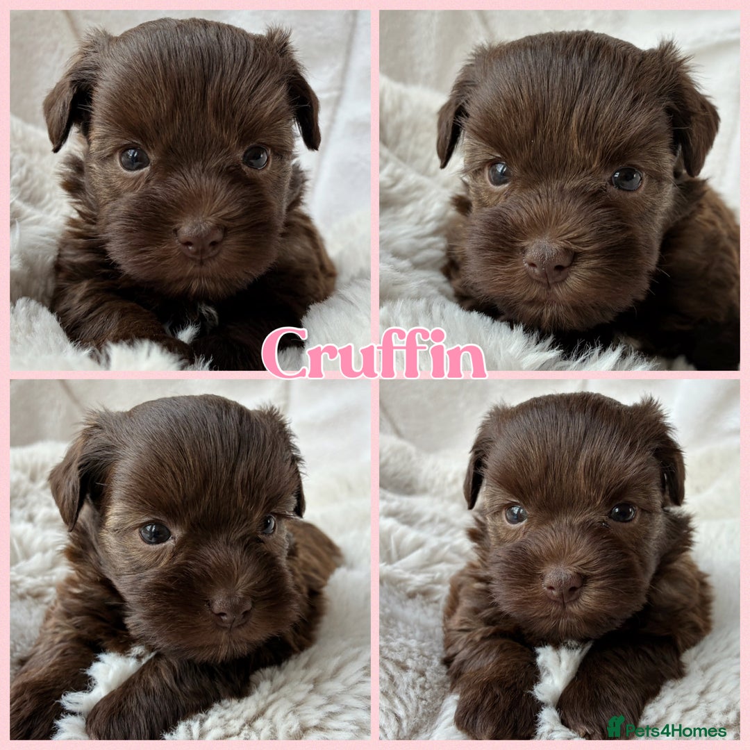 Miniature Schnauzer dogs for sale: MAC/BVA CLEAR - ONE MEGACOATED BLACK GIRL  - Image 23