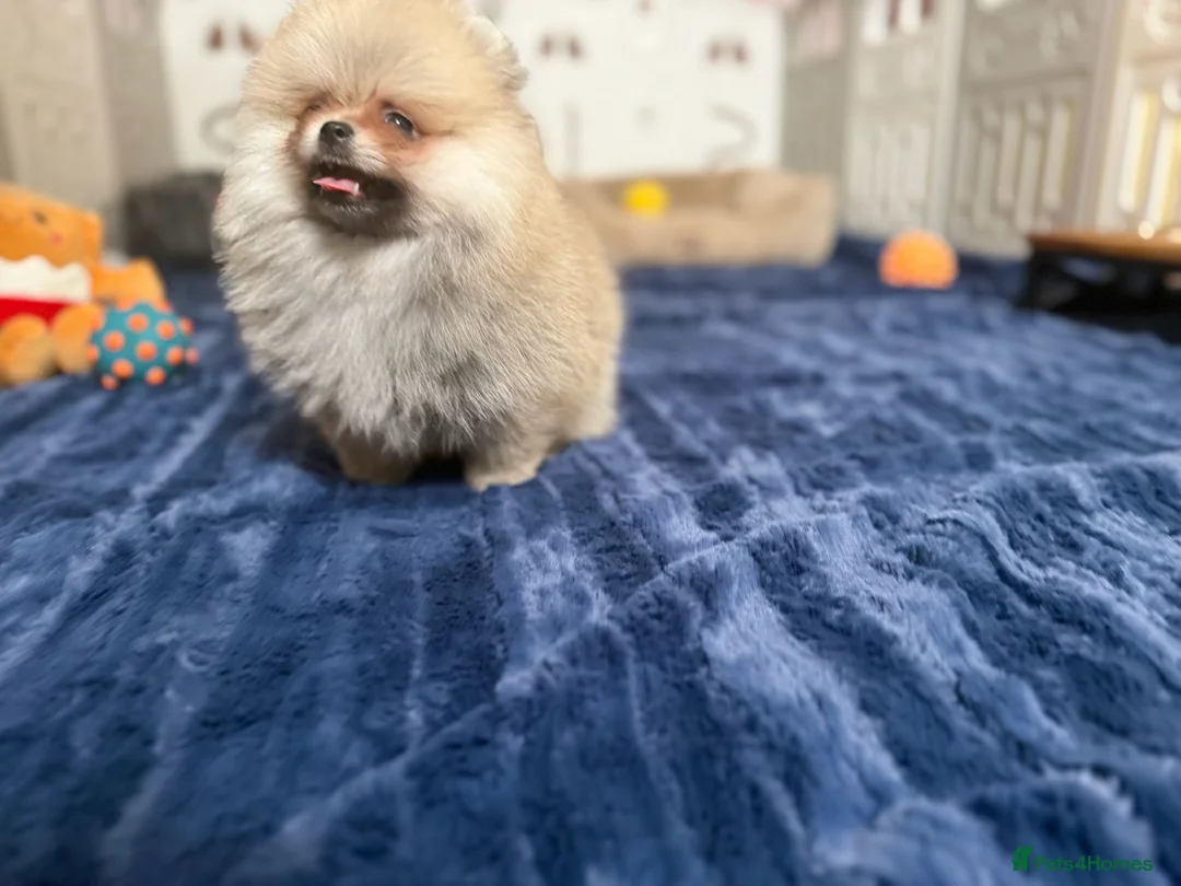 Pomeranian dogs for sale: Teddy Face Poms Puppies European Champion Lines - Advert 7