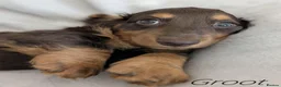 Miniature Dachshund dogs for sale: Miniature Longhaired Dachshund Puppies - Advert 13