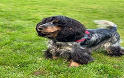 Cocker Spaniel dogs for sale: Show Cocel Spaniel- K.C. Reg. - Image 12