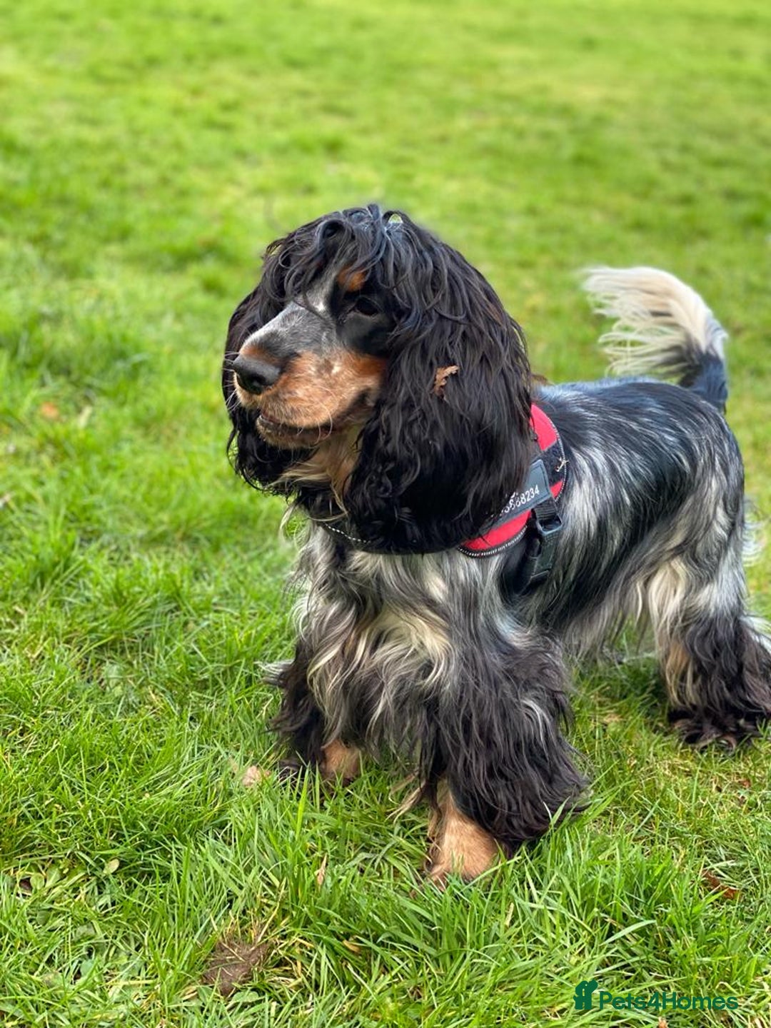 Cocker Spaniel dogs for sale: Show Cocel Spaniel- K.C. Reg. - Image 12