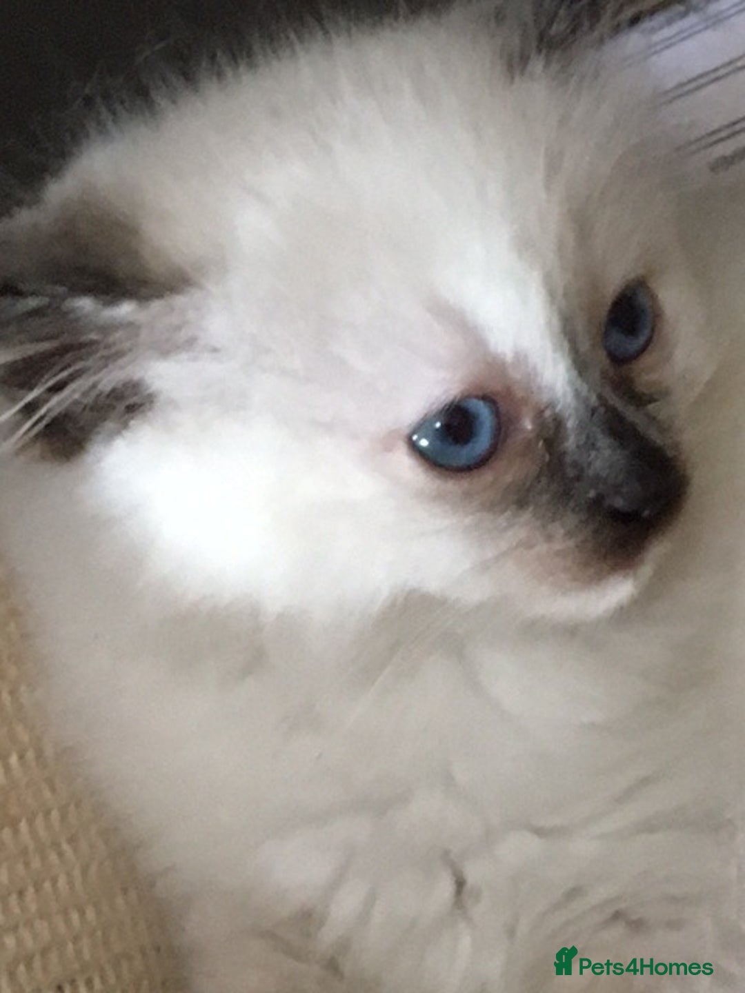 Ragdoll cats for sale:  Ragdoll Kittens HCM and PKD genes clear - Image 4