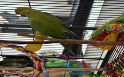 Ringnecks birds for sale: Pair of Indian ringnecks - Image 2