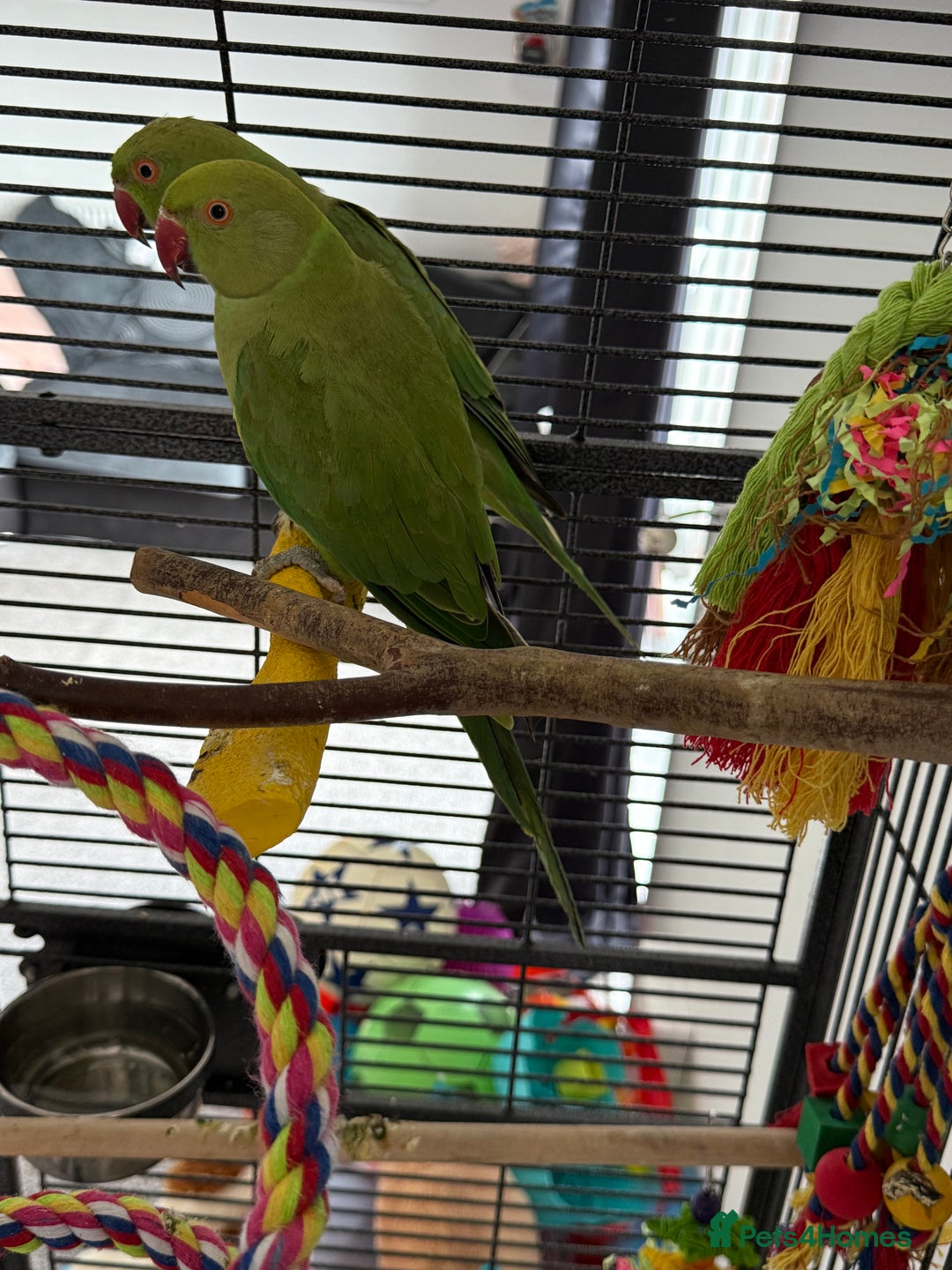 Ringnecks birds for sale: Pair of Indian ringnecks - Image 2