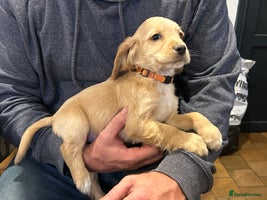 Cocker Spaniel dogs 7 Cocker Spaniel Puppies. 💙💙💙💙🩷🩷🩷 - Advert 4