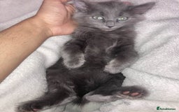 British Longhair cats for sale: British long hair (curly tail) - Image 3