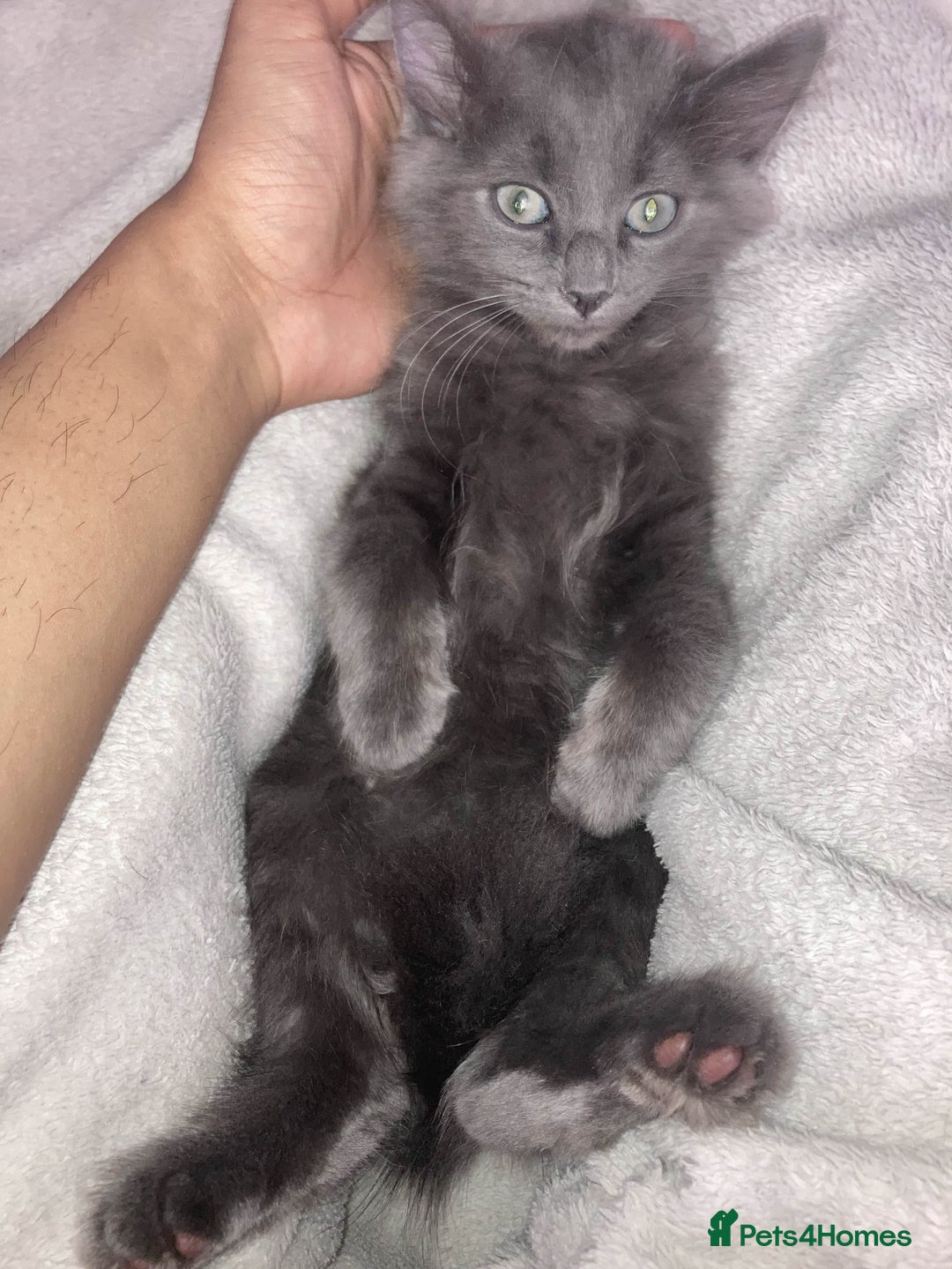 British Longhair cats for sale: British long hair (curly tail) - Image 3