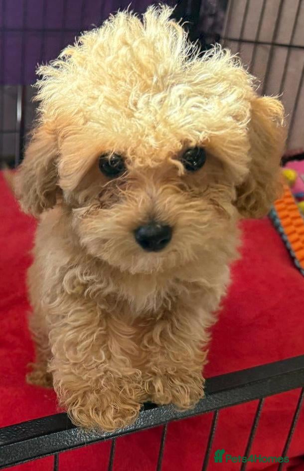 Poochon dogs Beautiful Toy Poochon Puppies  - Advert 1
