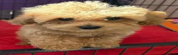Poochon dogs for sale: Health Tested Fully Vaccinated Poochon Puppies  - Advert 5