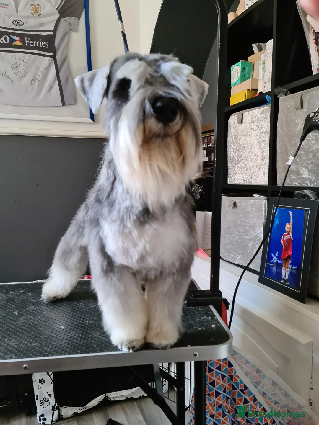Miniature Schnauzer dogs for stud: Pepper & salt proven for stud in Hull - Advert 5