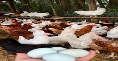 Chickens poultry in Spalding - Advert 8