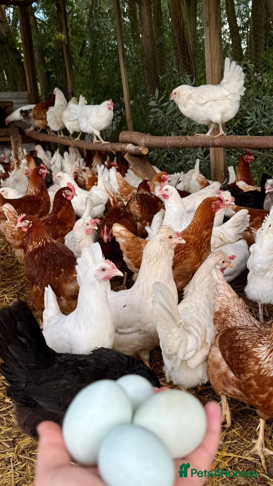 Chickens poultry for sale: All Colour POL Available  in Spalding - Advert 3