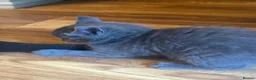 Mixed Breed cats for sale: Russian blue mix kittens  - Advert 26