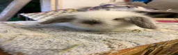 Mini Lion Lop rabbits for sale: Pure mini lion lops from show stock  - Advert 4