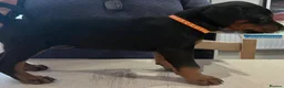 Dobermann dogs for sale: Naturally Bred Dobermann Puppies for Sale in Liverpool - Advert 7