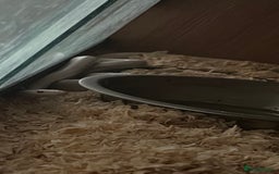 Corn Snake reptiles for sale: Albino corn snake - Image 3