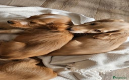 Cocker Spaniel dogs for sale: LAST 1l2: Show Cocker Spaniel Males 💛💚 - Image 17
