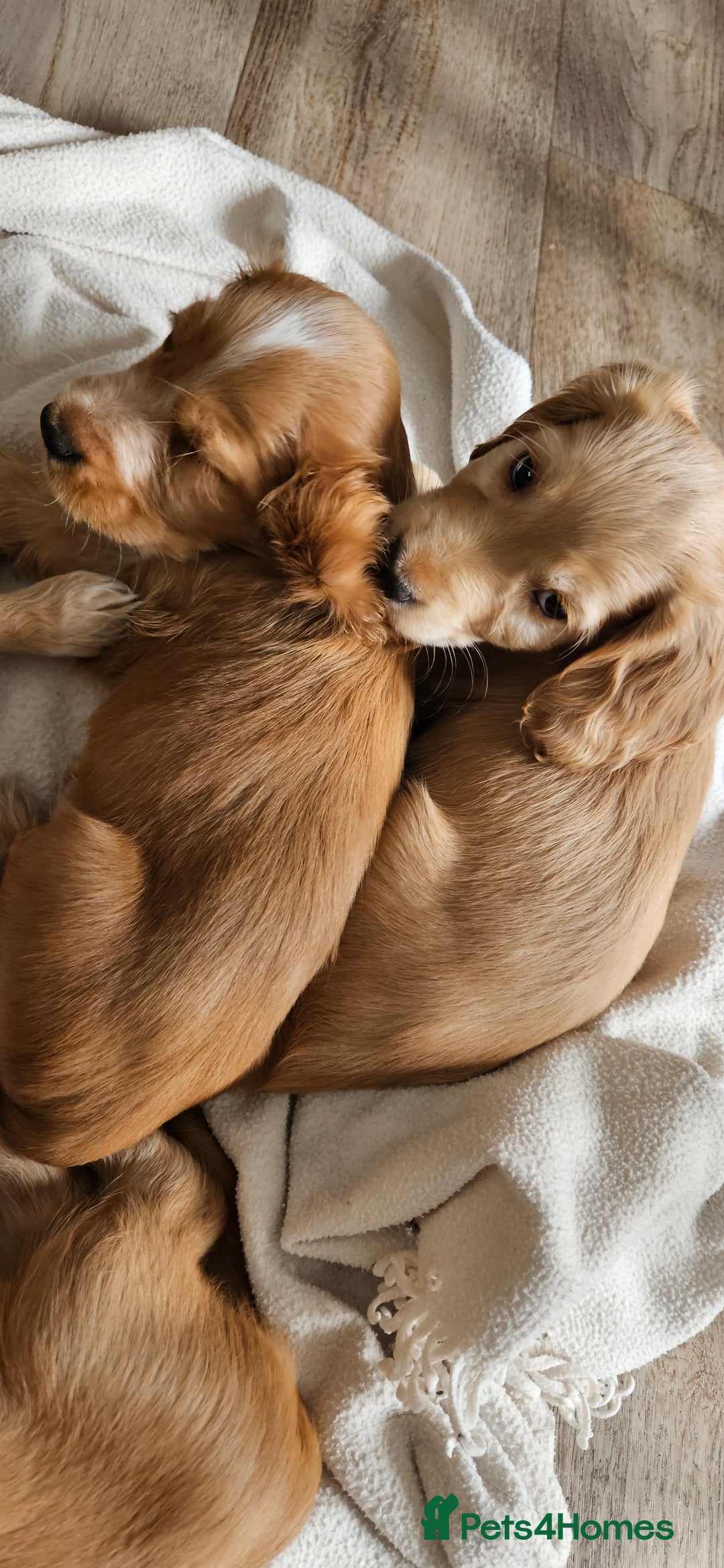 Cocker Spaniel dogs for sale: LAST 1l2: Show Cocker Spaniel Males 💛💚 - Image 17