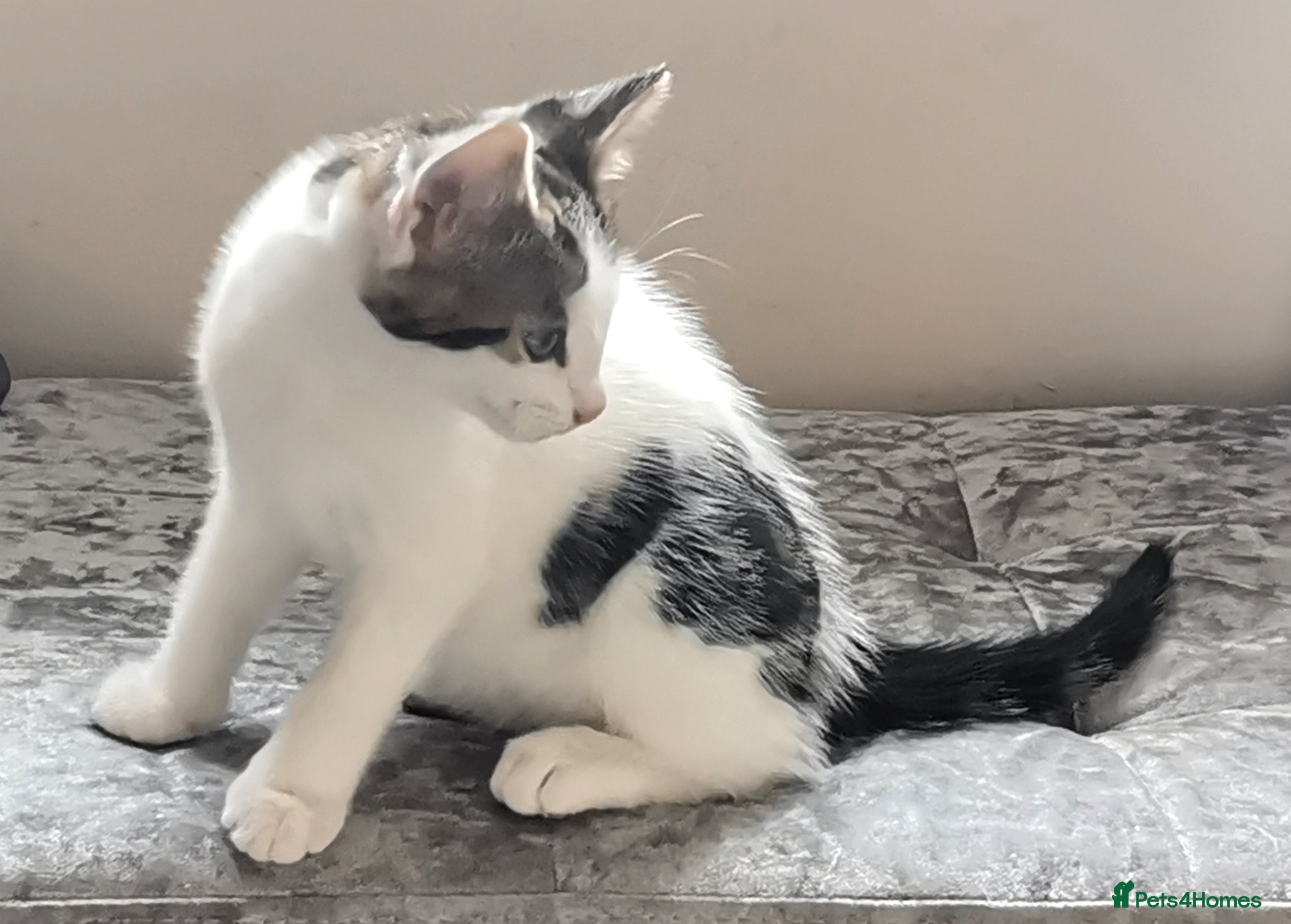 Mixed Breed cats for sale: Gorgeous, sweet natured & very playful kittens in London - Advert 17