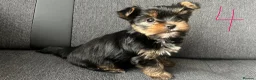 Yorkshire Terrier dogs for sale: Toy size pedigree Yorkie pups.  in Birmingham - Advert 10