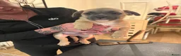 Mixed Breed dogs for sale: Frenchie cross jackapom in Halifax - Advert 12