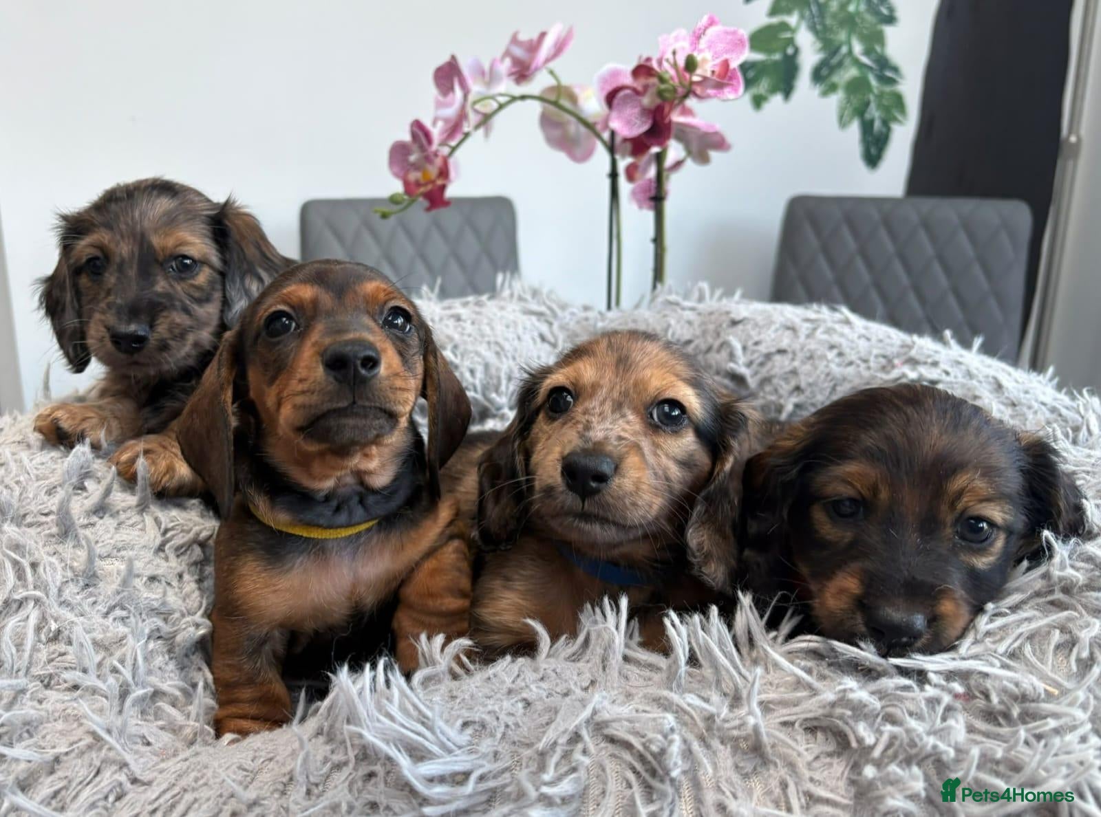 Miniature Dachshund dogs Miniature Dachshund Long & Smooth coats PRA clear - Advert 1