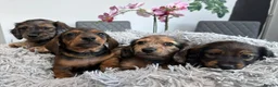 Miniature Dachshund dogs for sale: Miniature Dachshund Long & Smooth coats PRA clear - Advert 1