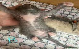 Ragdoll cats for sale: Ragdoll X Sphynx kittens  - Image 11
