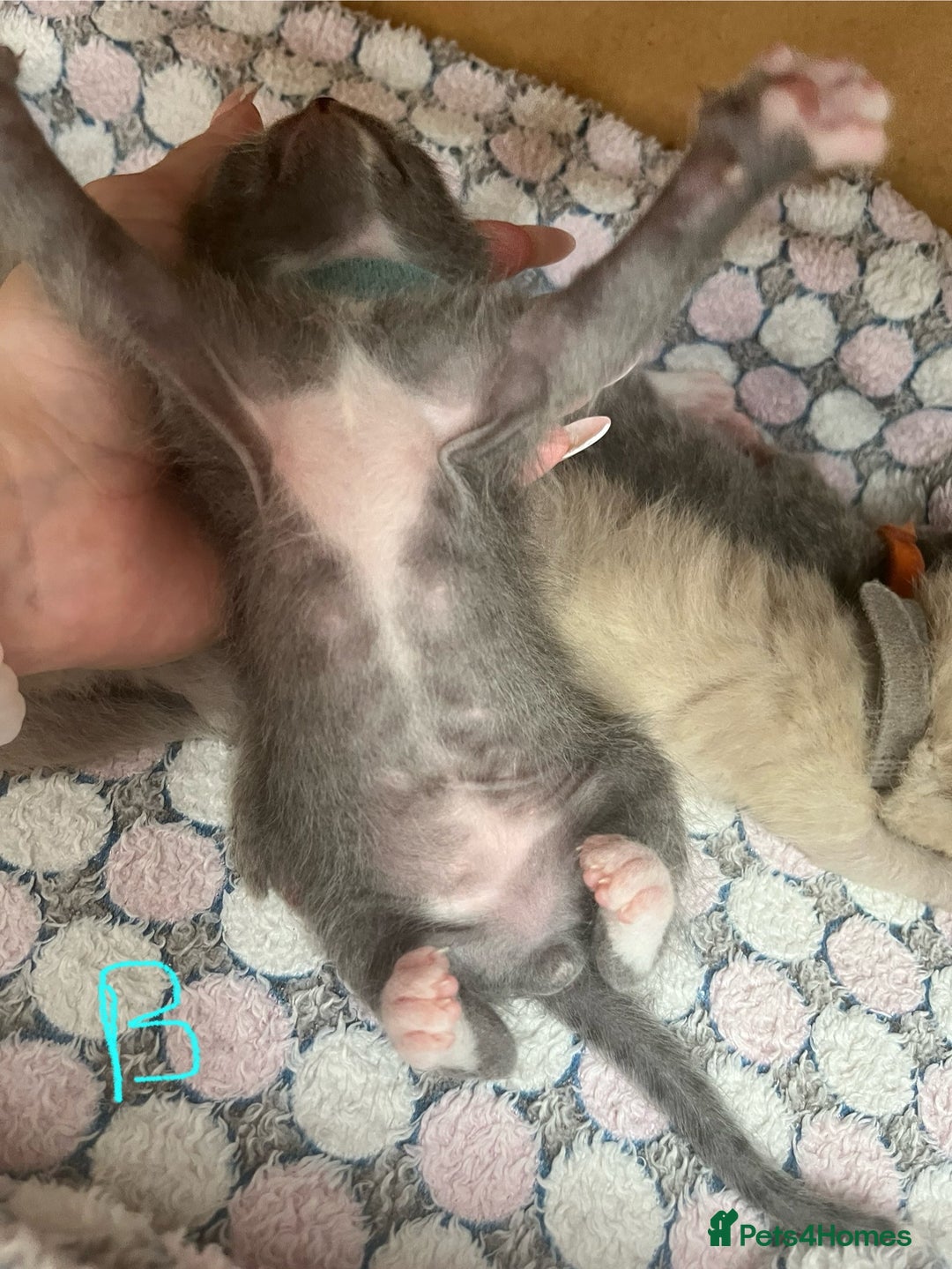 Ragdoll cats for sale: Ragdoll X Sphynx kittens  - Image 11