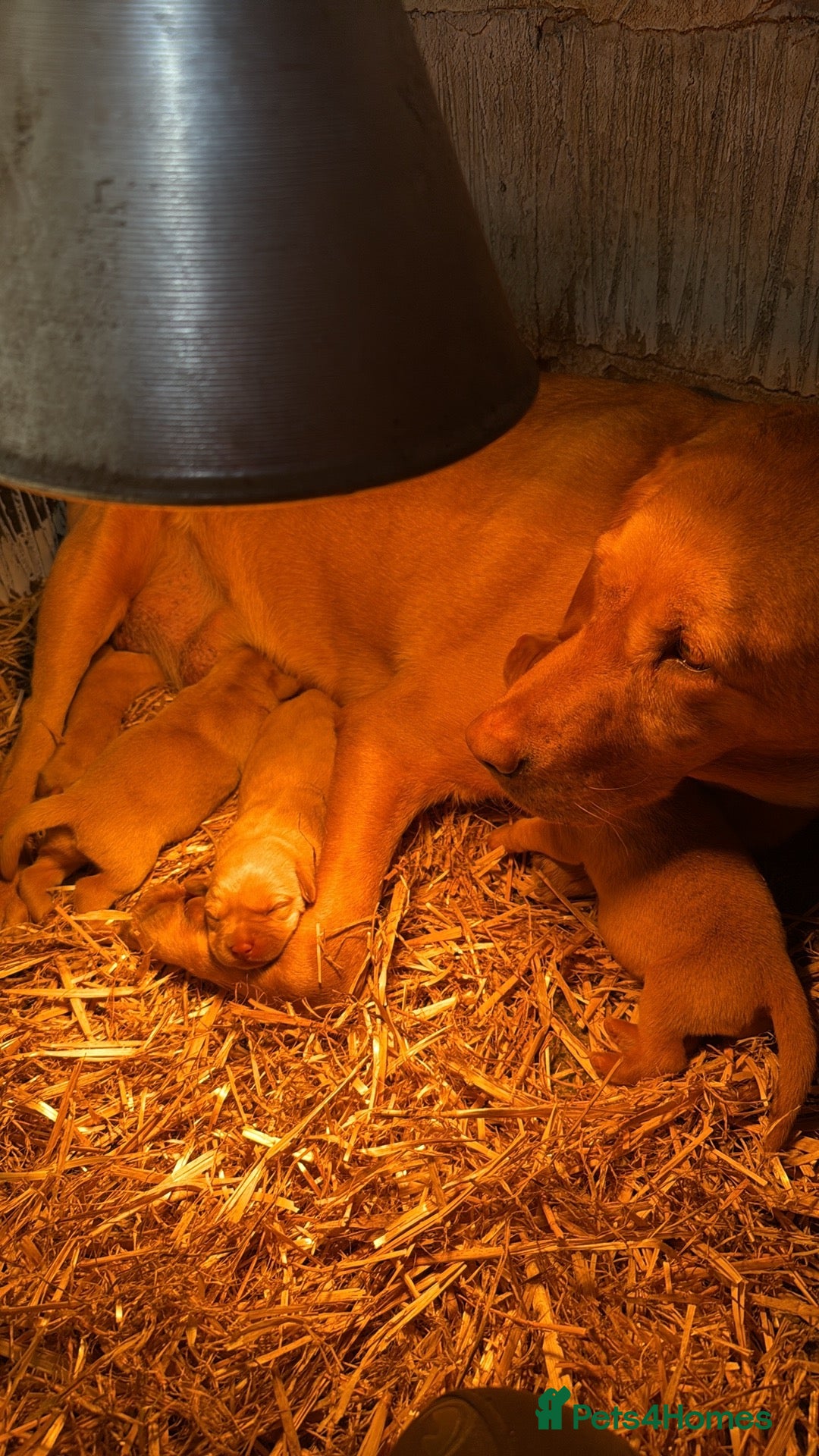 Labrador Retriever dogs for sale: Ftch. Labrador puppies  - Advert 11