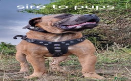 Cane Corso dogs for stud: Russian import working blood cane corso stud - Advert 13