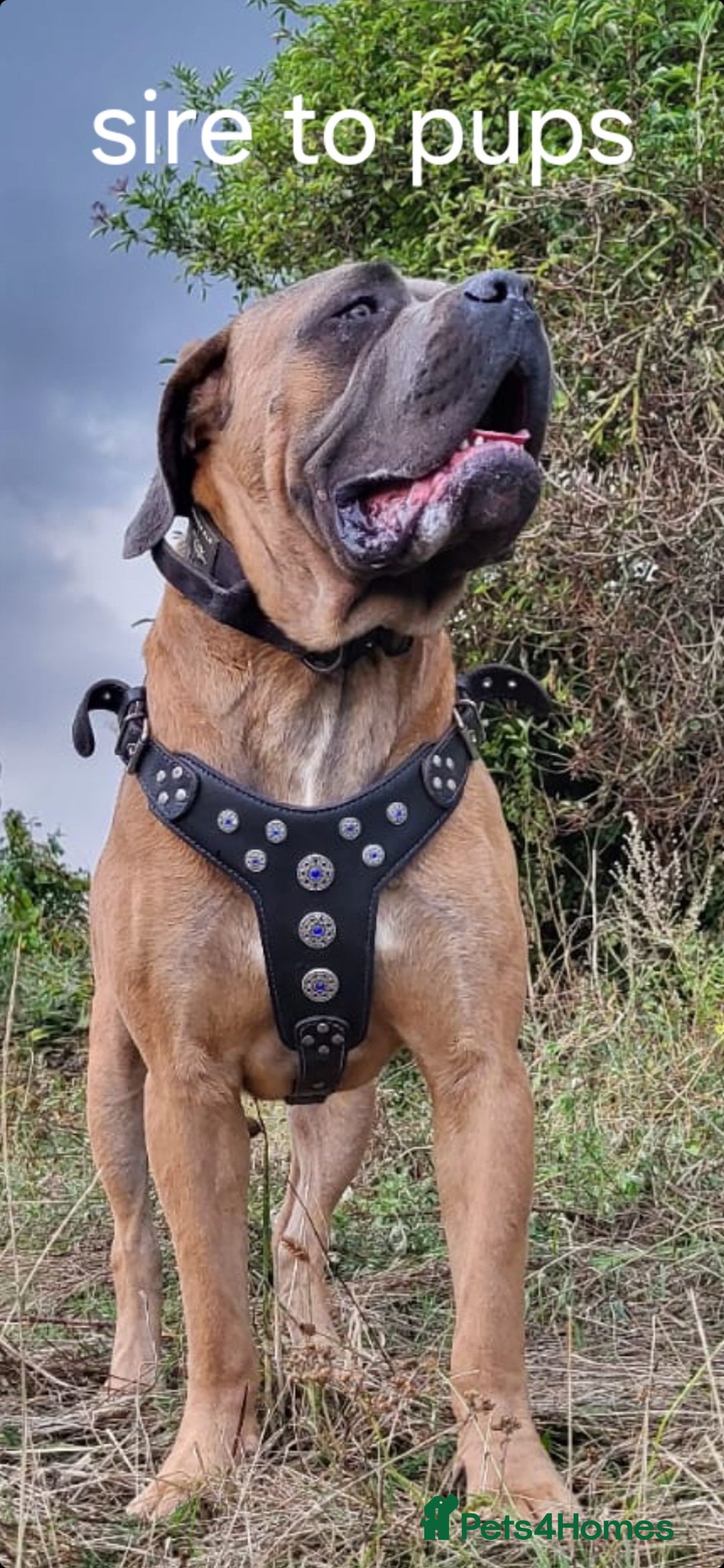 Cane Corso dogs for stud: Russian import working blood cane corso stud - Advert 13