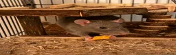 Rat rodents for sale: Female Fancy Rats For Sale in Rotherham - Advert 11