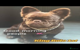 French Bulldog dogs for stud: Visual fluffy Choc Rojo and Isabella  in London - Image 1