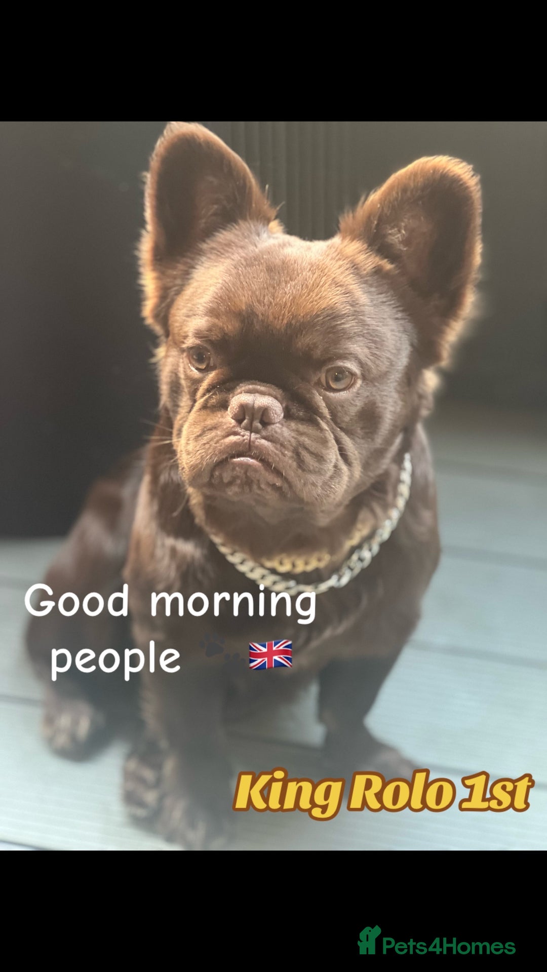 French Bulldog dogs for stud: Visual fluffy Choc Rojo and Isabella  in London - Image 1
