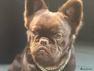 French Bulldog dogs Visual fluffy Choc Rojo and Isabella in London - Advert 1