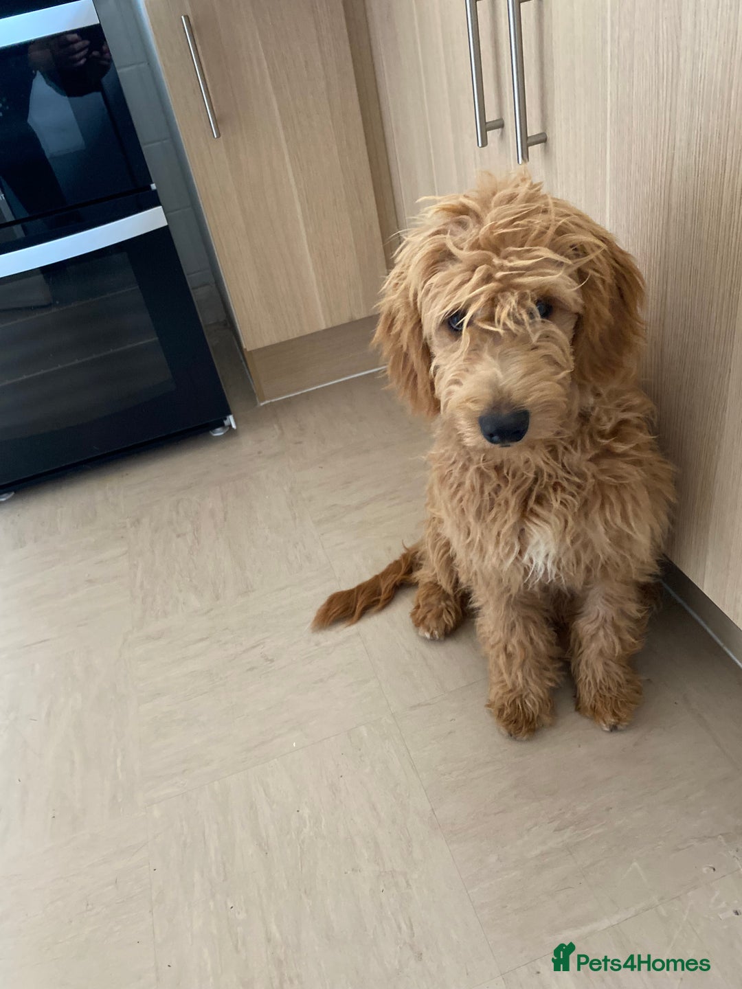 Mini Goldendoodle dogs for sale: Goldendoodle Girl - Image 8