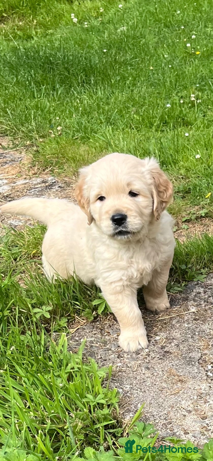 Golden Retriever dogs Beautiful Golden Retriever Puppies - Advert 1