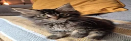 Maine Coon cats for sale: Maine coon kittens  - Advert 12