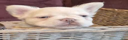 French Bulldog dogs for sale: Fluffy frenchies due july  - Advert 4