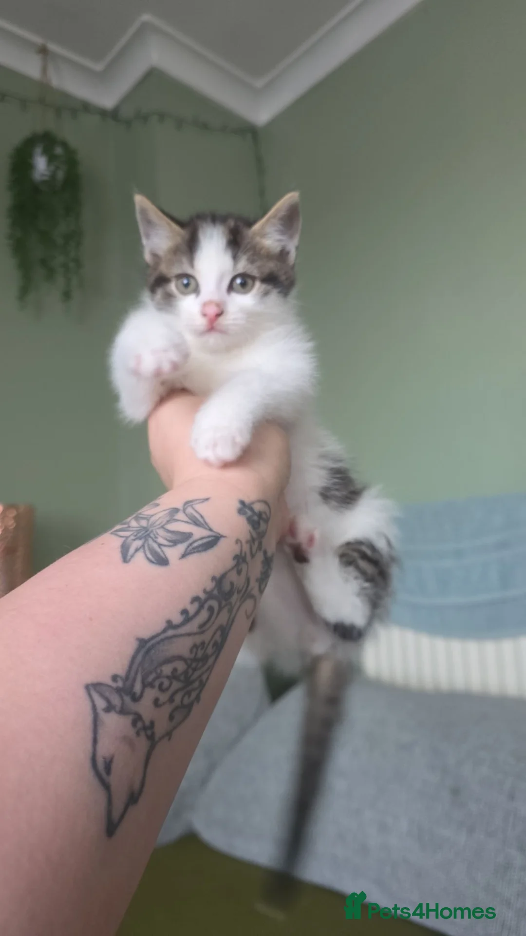 British Shorthair cats for sale: adorable kittens looking for their forever homes in London - Advert 5