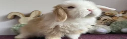 Mini Lop rabbits for sale: Mini lop boys and girls  - Advert 7