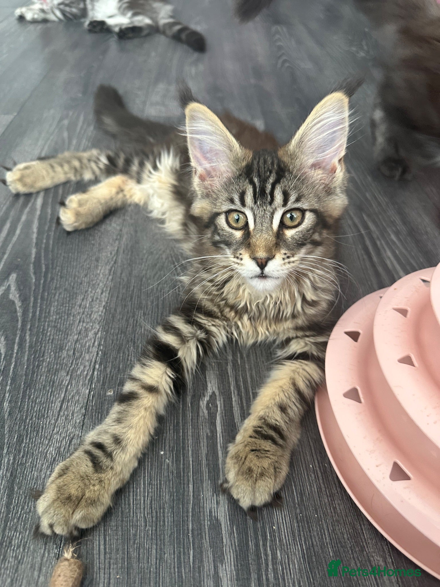 Maine Coon cats XXL Maine Coons Kittens Champion Sired  - Advert 1