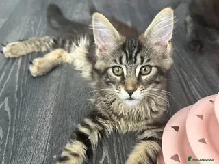 Maine Coon cats XXL Maine Coons Kittens Champion Sired - Advert 1