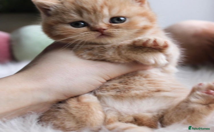 British Shorthair cats - Advert 1
