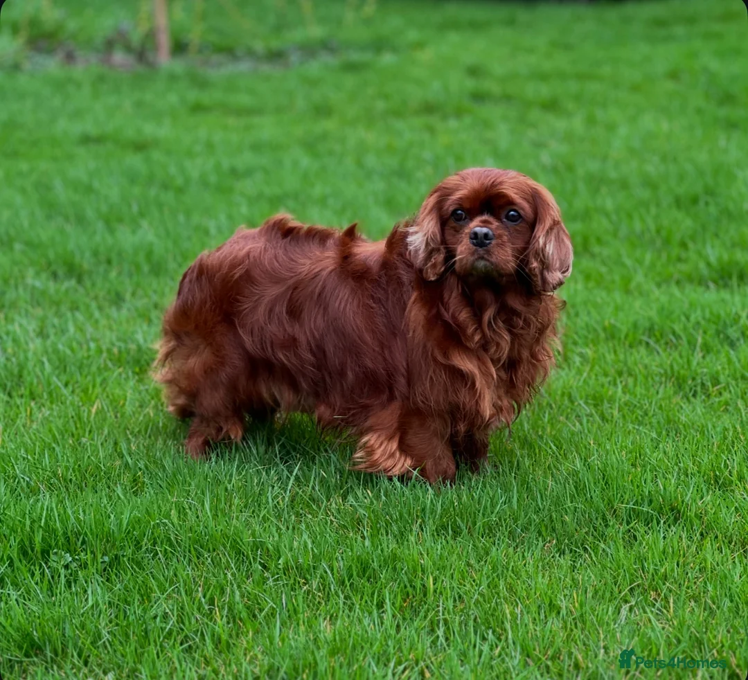 Cavapoochon dogs for sale: BLACK CAVAPOOCHON BOYS READY NOW - Advert 9